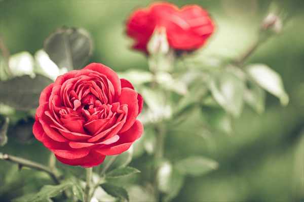 Роза в открытом грунте: как посадить и как ухаживать