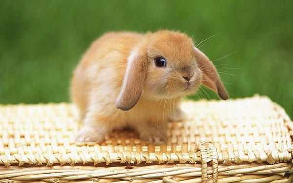Особенности содержания декоративных кроликов