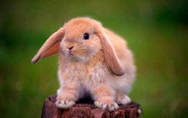 Особенности содержания декоративных кроликов