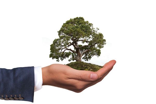 Техника "бонсай" - как вырастить миниатюрное деревце?
