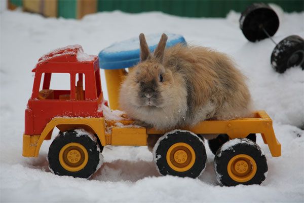 Зимнее содержание кроликов на улице