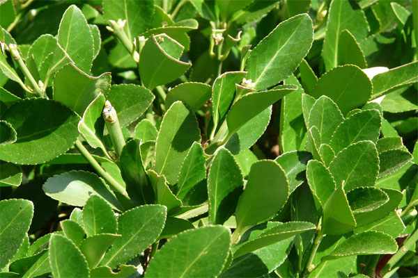Топ-10 полезных для здоровья свойств лавровых листьев