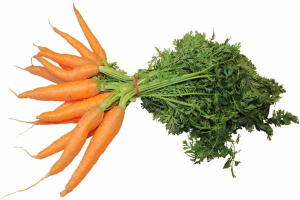 Какие сорта моркови сажать под зиму