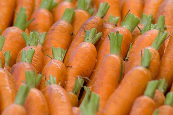 Как сохранить морковь зимой