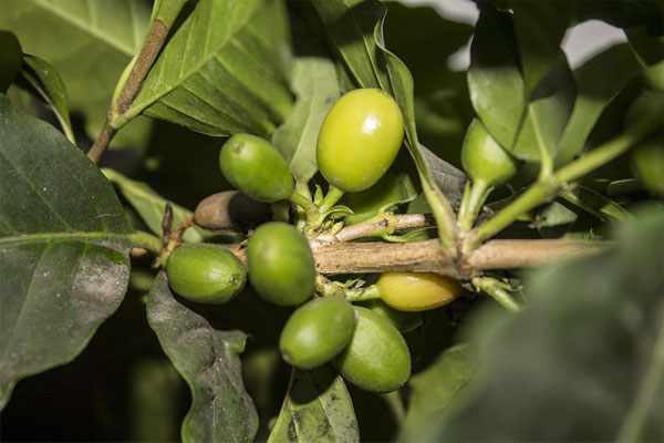 Выращивание кофейного дерева в домашних условиях