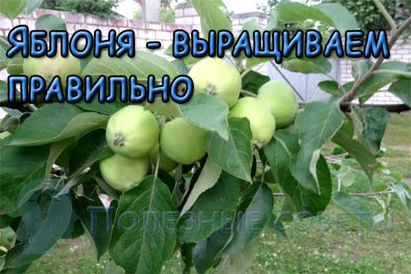 Яблоня - выращиваем правильно