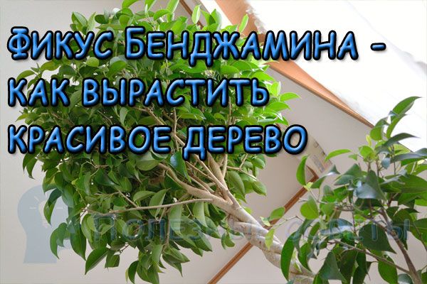 Фикус Бенджамина - как вырастить красивое дерево