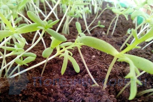 выращивание хризантемы
