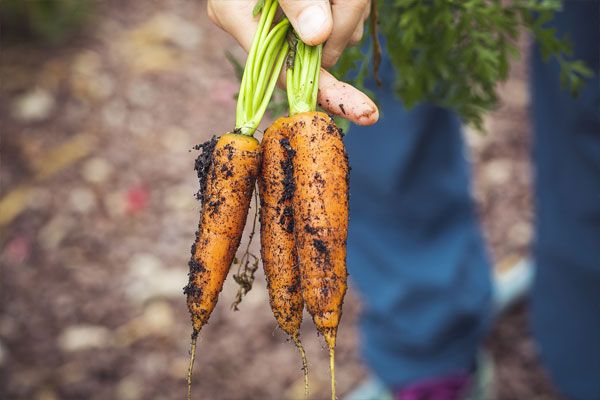 Когда сажать морковью под зиму