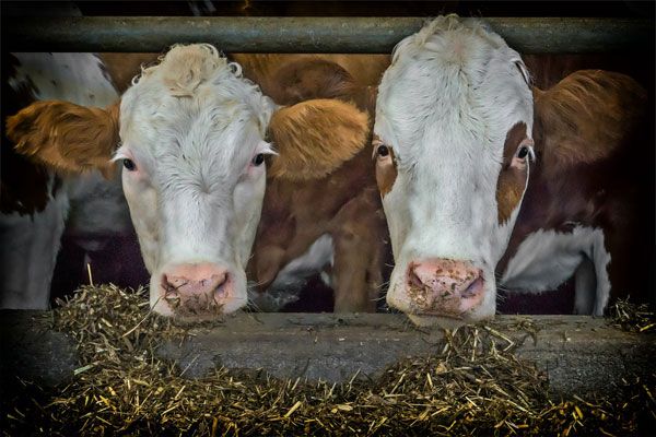 Коровье, козье или овечье молоко. Каковы их свойства и какому отдать предпочтение?