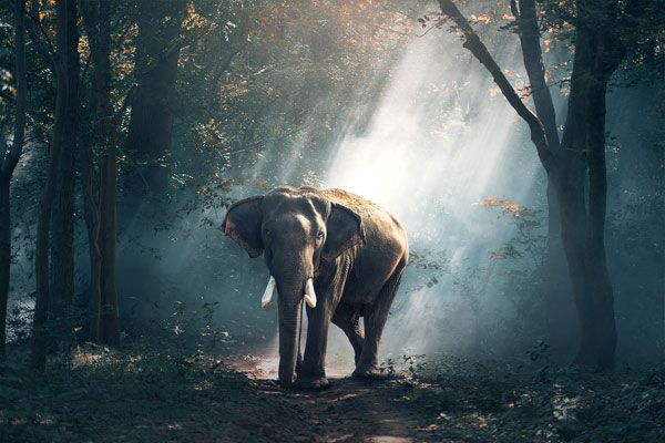 Слон - Таиланд