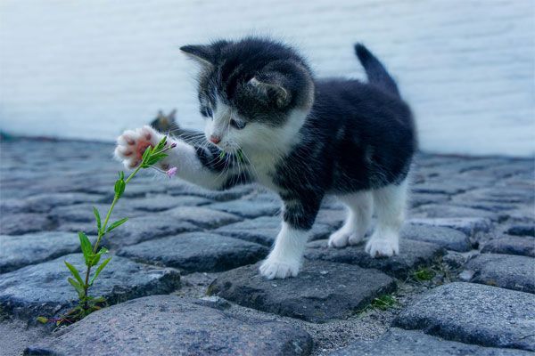 Топ-10 опасных растений для котов и кошек