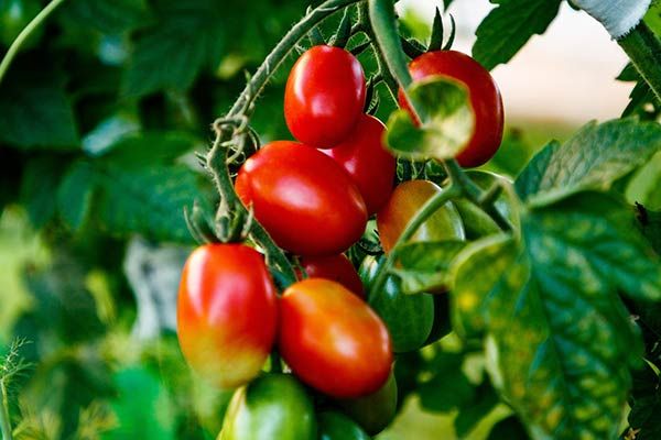Выращивание томатов на садовом участке