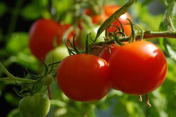 Выращивание томатов на садовом участке